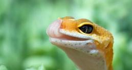 Leopard Gecko Leopard Gecko