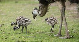 Emu | Easter Eggs Live