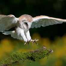 Barn Owl