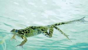 Frog Frog