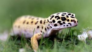 Leopard Gecko Leopard Gecko