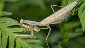 Praying Mantis Praying Mantis