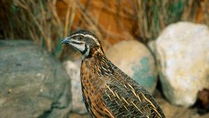Quail Quail