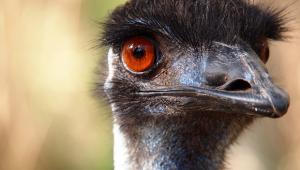 Emu Emu