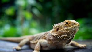 Bearded dragon Bearded dragon