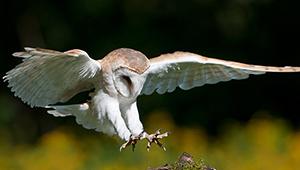 Barn Owl | Easter Eggs Live