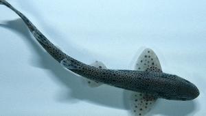 Shark Shark