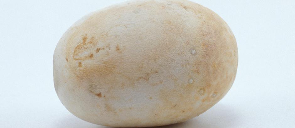 Complete Incubation period for snake eggs Incubator egg