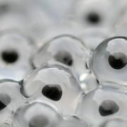 Frogspawn Frogspawn