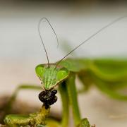 Praying Mantis Praying Mantis