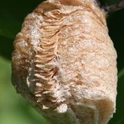 Praying Mantis eggcase Praying Mantis eggcase