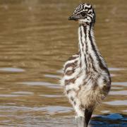 Emu Emu