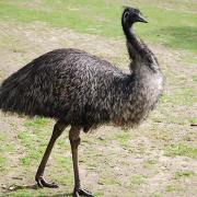 Emu Emu