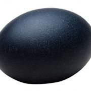 Emu Egg Emu Egg
