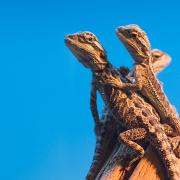 Bearded Dragon Bearded Dragon