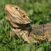 Bearded Dragon Bearded Dragon