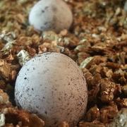 Bearded Dragon egg Bearded Dragon egg