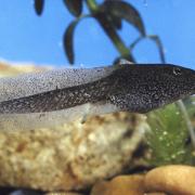 Tadpole Tadpole